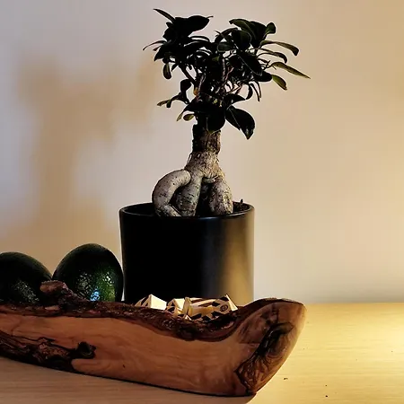 Maranta ヴィラ スラノ